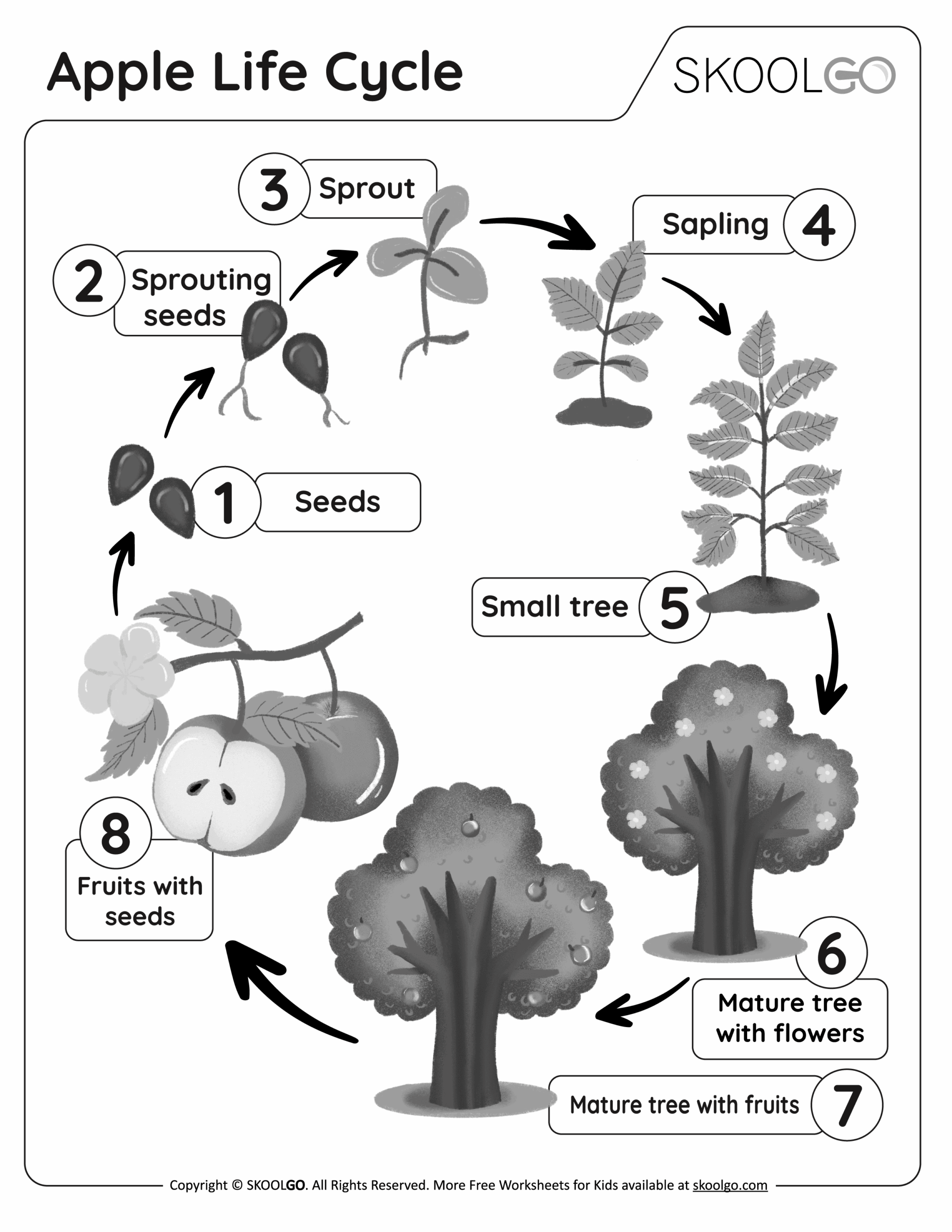 Free Printable Apple Life Cycle Worksheet