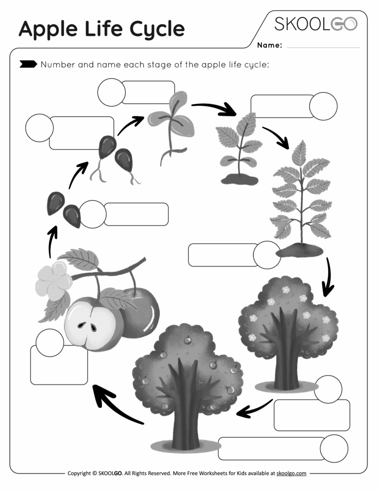 Apple Life Cycle Free Worksheet SKOOLGO