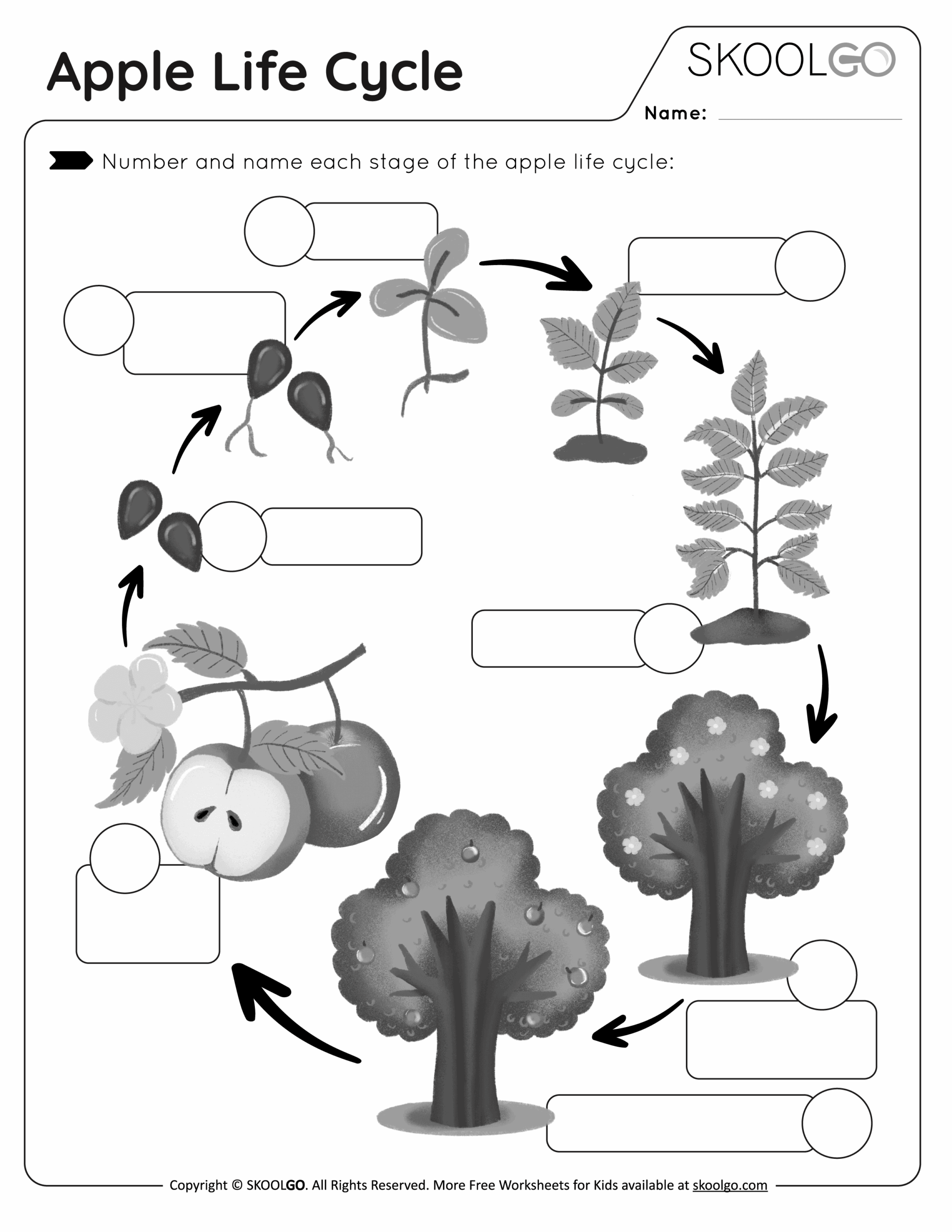 Apple Life Cycle Free Worksheet SKOOLGO