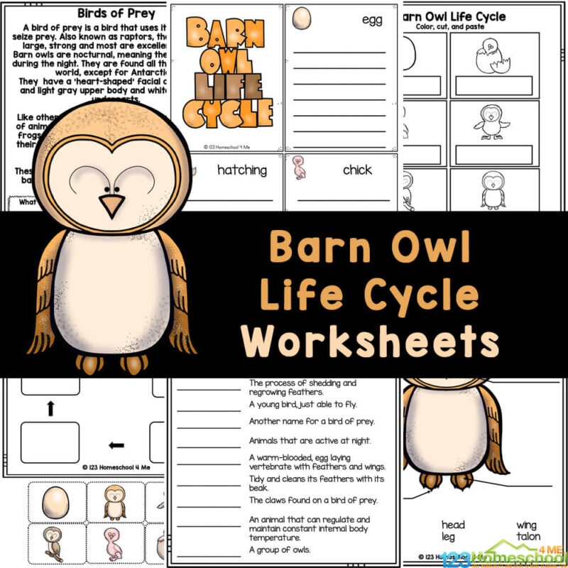 Free Printable Owl Worksheets