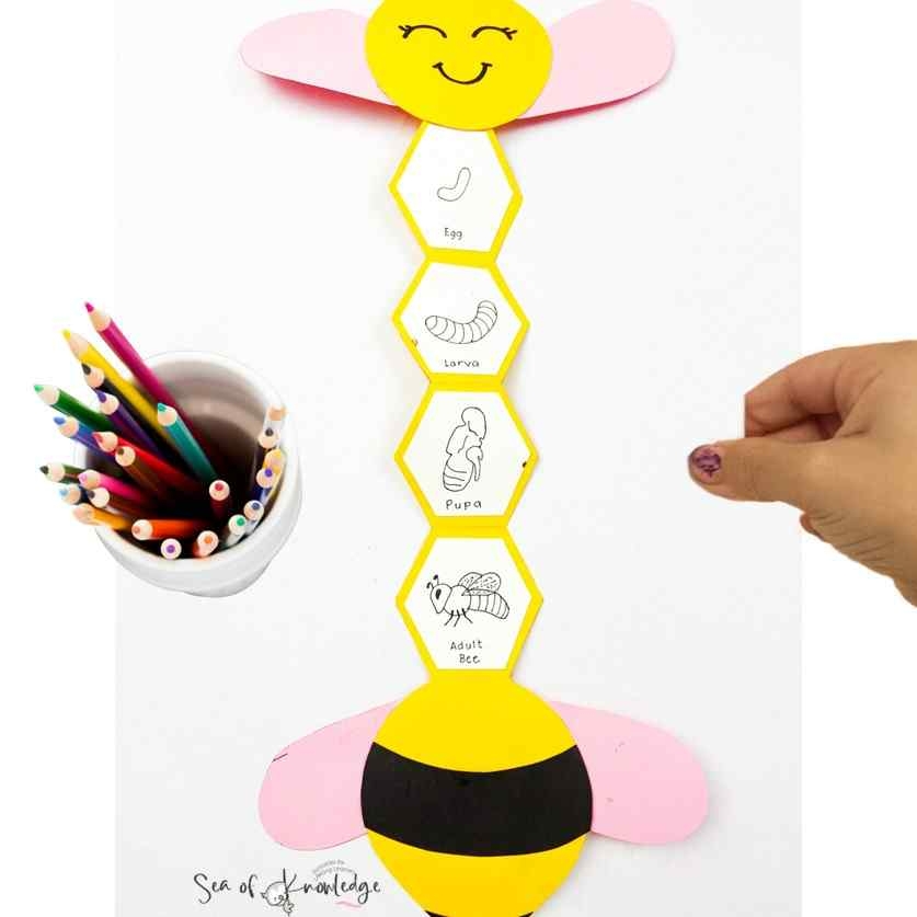 Free Printable Bee Life Cycle Worksheets Free Printable Bee Life Cycle Worksheets