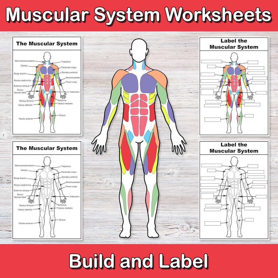 Free Printable Muscle Worksheets