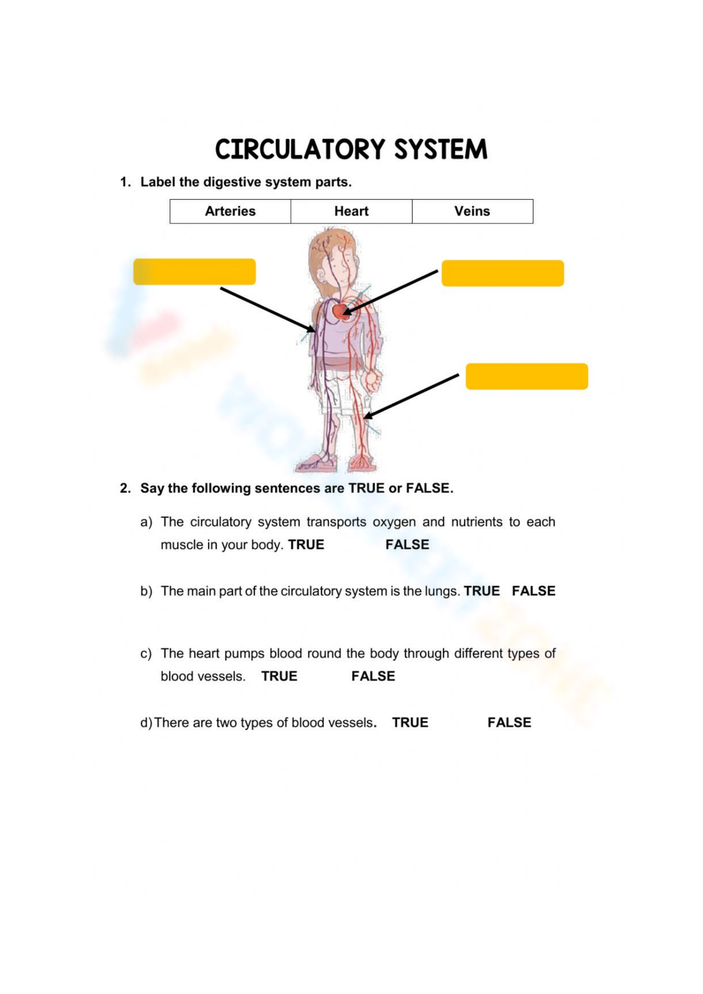 Circulatory System Worksheets 2025
