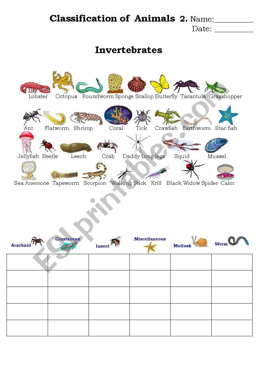 Classification Of Animals 2 ESL Worksheet By Beucici17