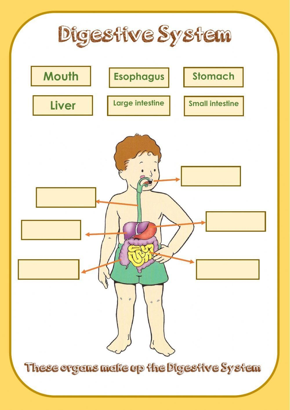 Digestive System Label Worksheet Live Worksheets Worksheets Library