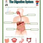 Digestive System Worksheets 2025