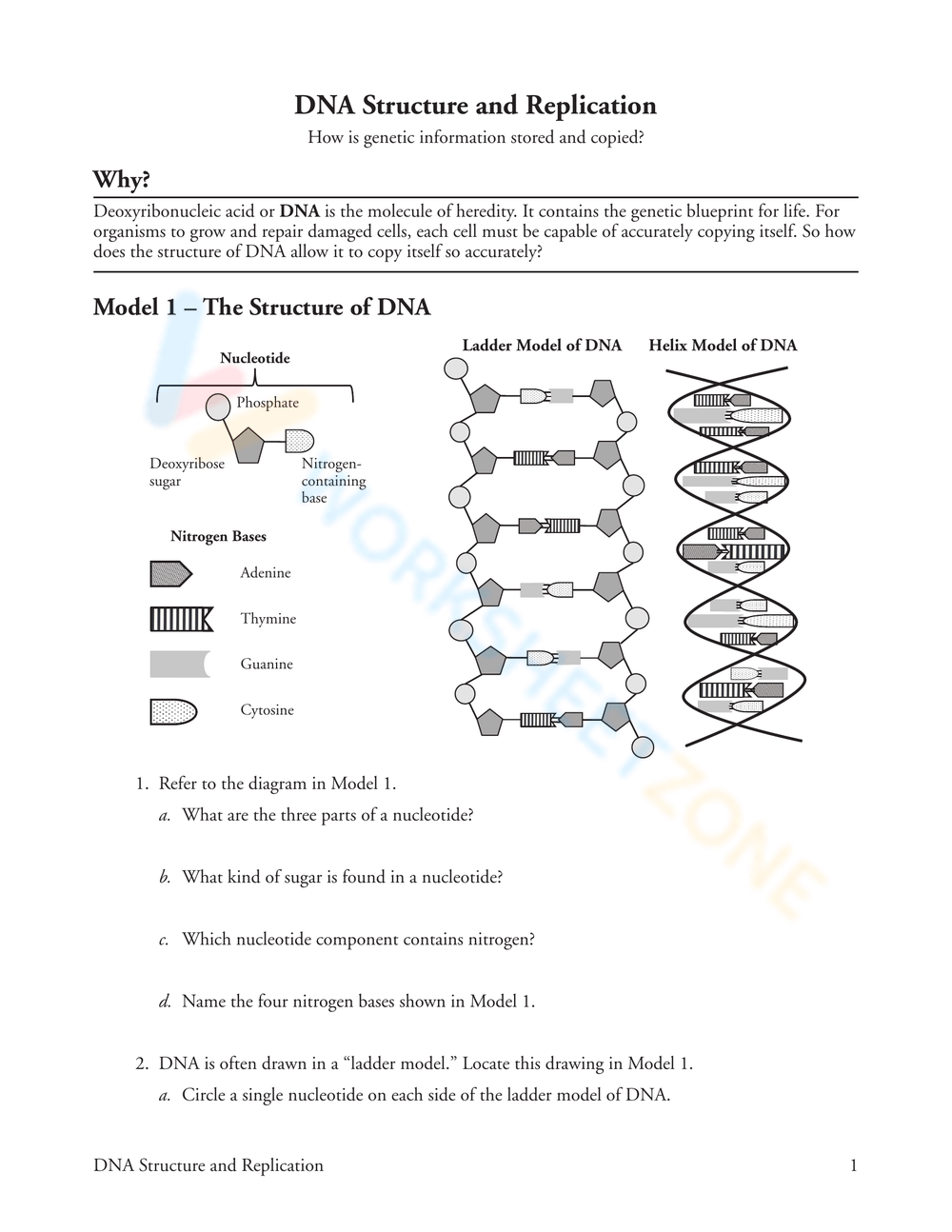 Dna Structure And Replication Worksheets 2025