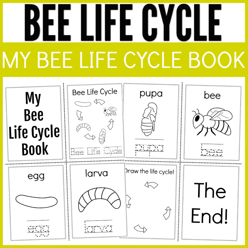 Easy Bee Life Cycle Learning Kit Thrifty Mommas Tips Easy Bee Life Cycle Learning Kit Thrifty Mommas Tips