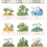 Ecosystems Worksheets Engaging Activities For Environmental Education