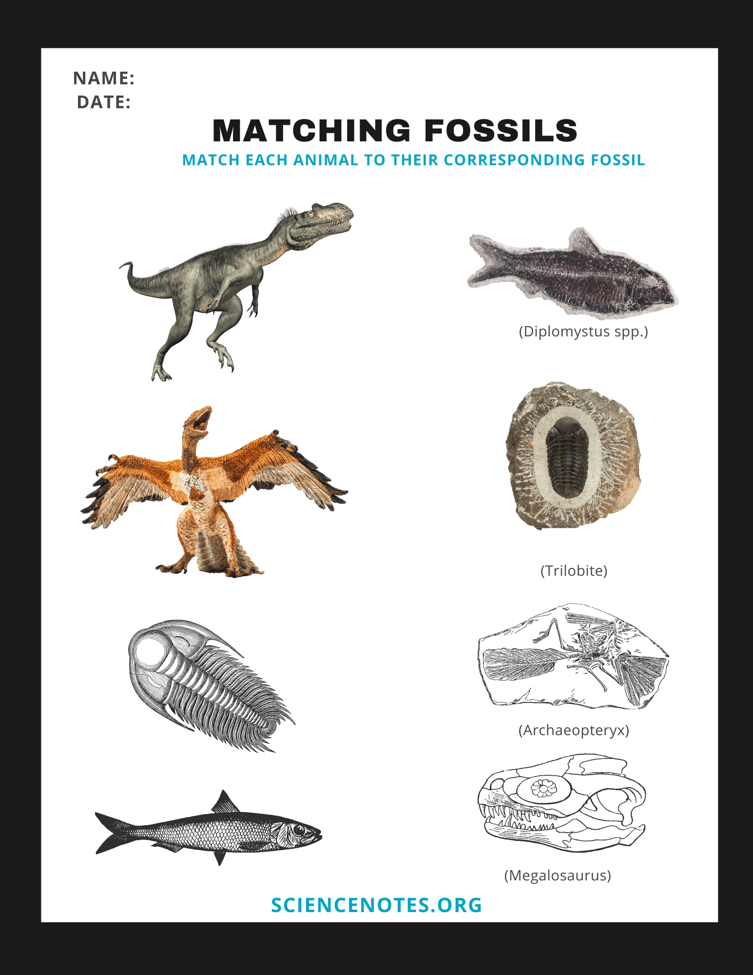 Free Printable Worksheets On Fossils
