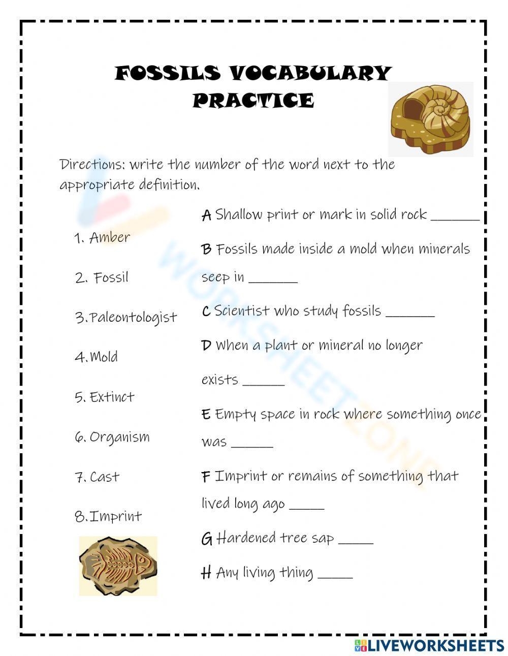 Fossils Worksheets 2025