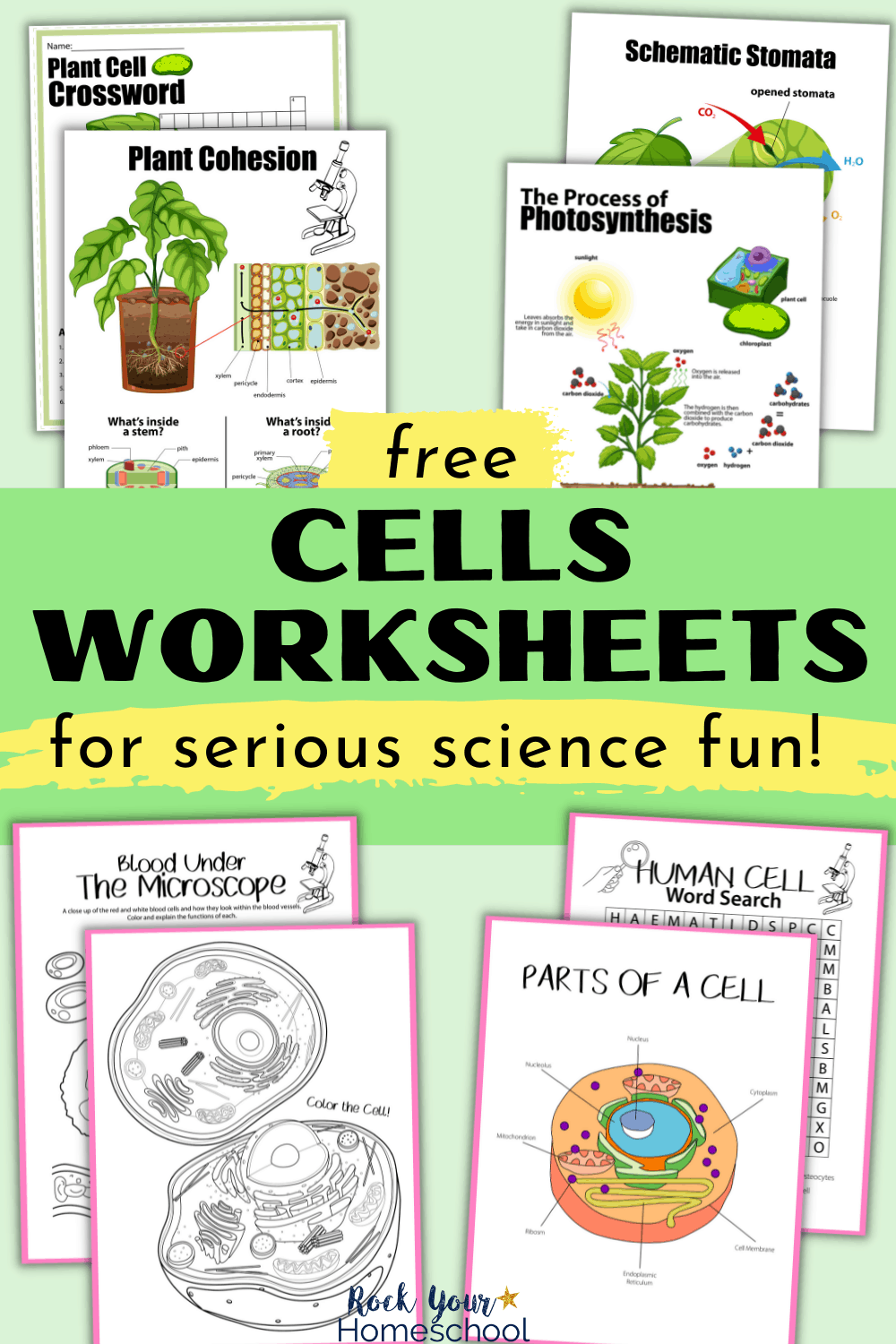 Free Printable Blood Worksheets