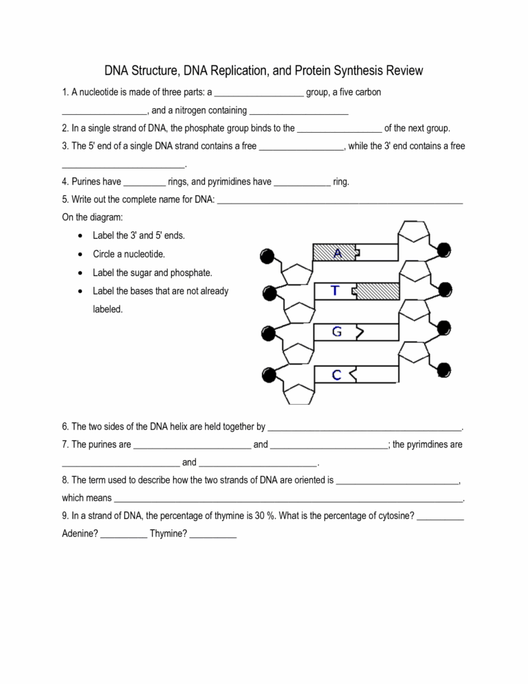 Free Dna Structure Worksheet Download Free Dna Structure Worksheet Png Images Free Worksheets On Clipart Library