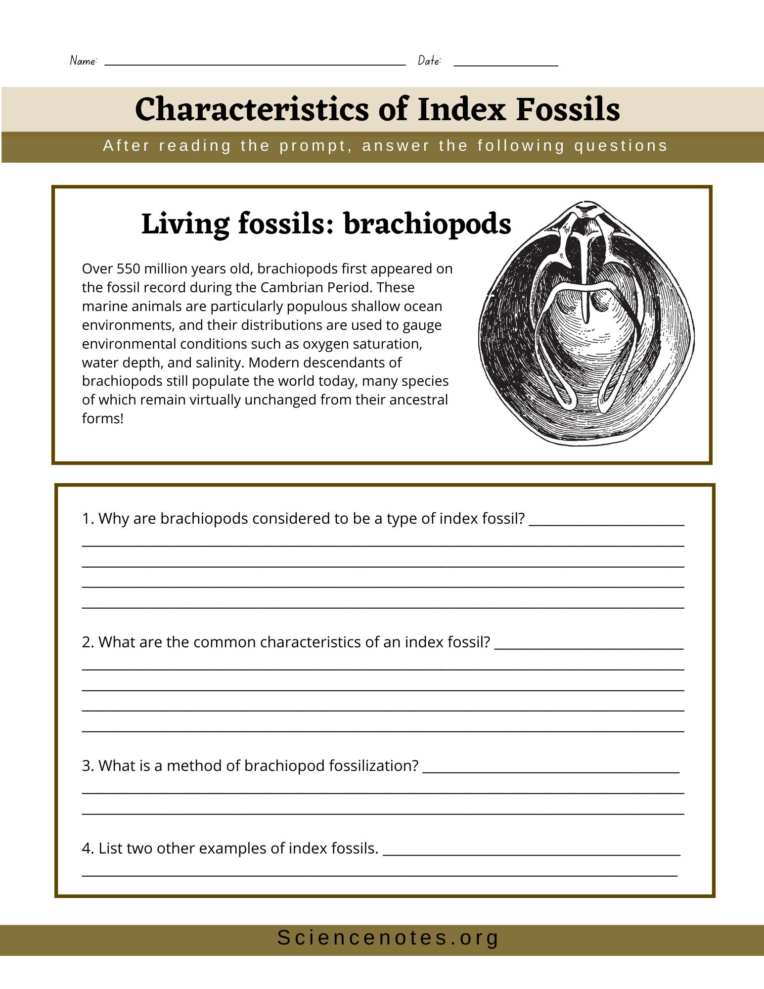 Free Fossils Worksheet Download Free Fossils Worksheet Png Images Free Worksheets On Clipart Library