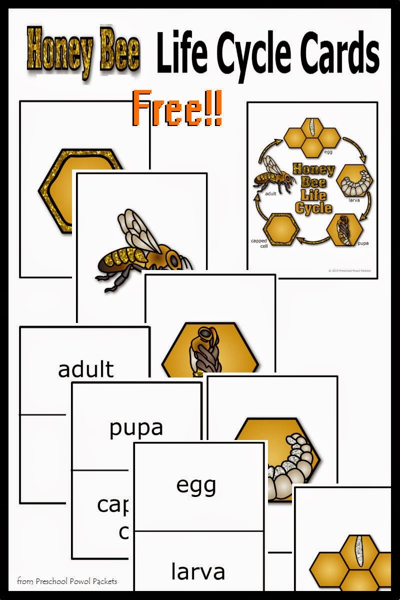FREE Honey Bee Life Cycle Cards  FREE Honey Bee Life Cycle Cards