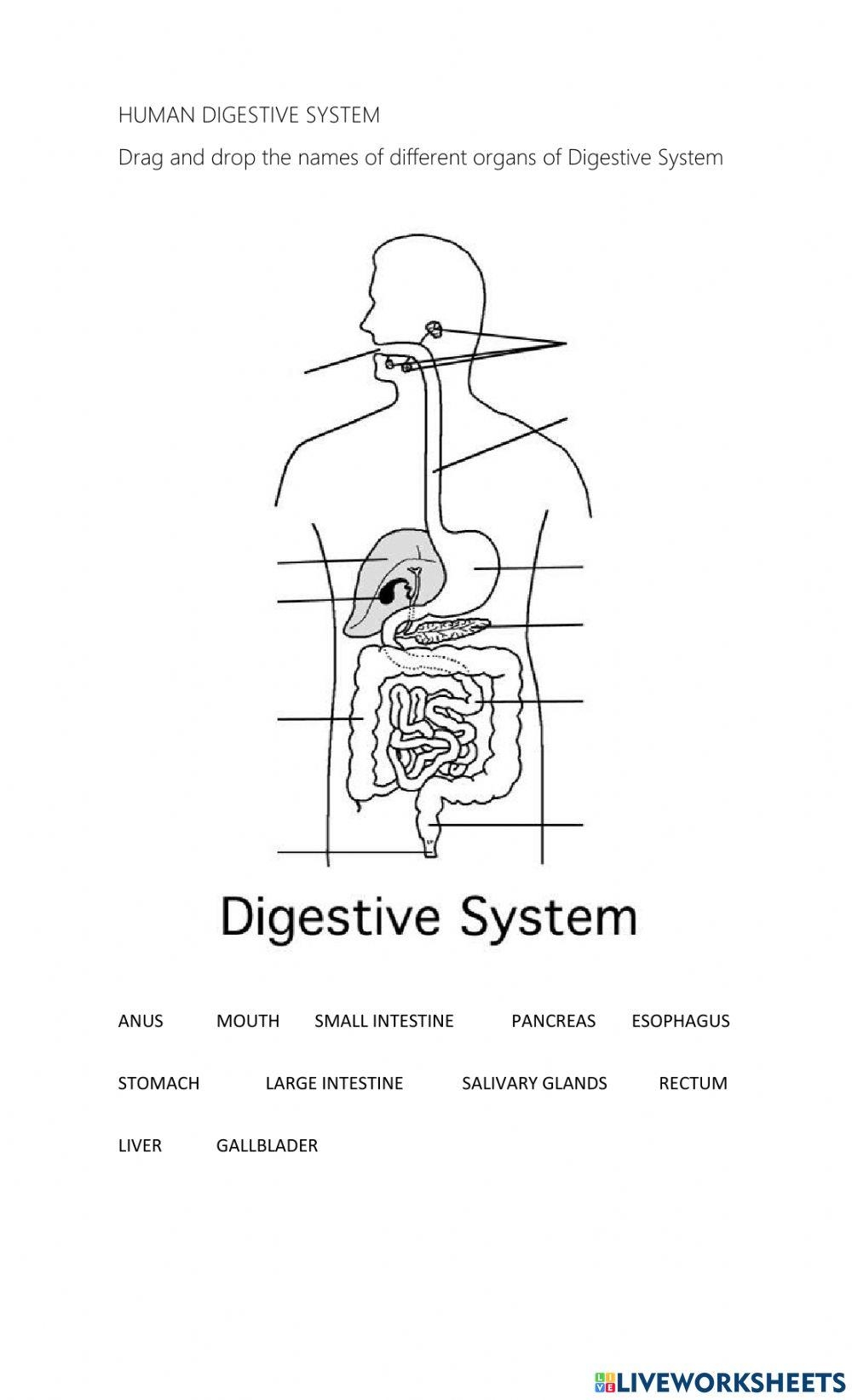 Free Human Digestive System Worksheet Download Free Human Digestive System Worksheet Png Images Free Worksheets On Clipart Library