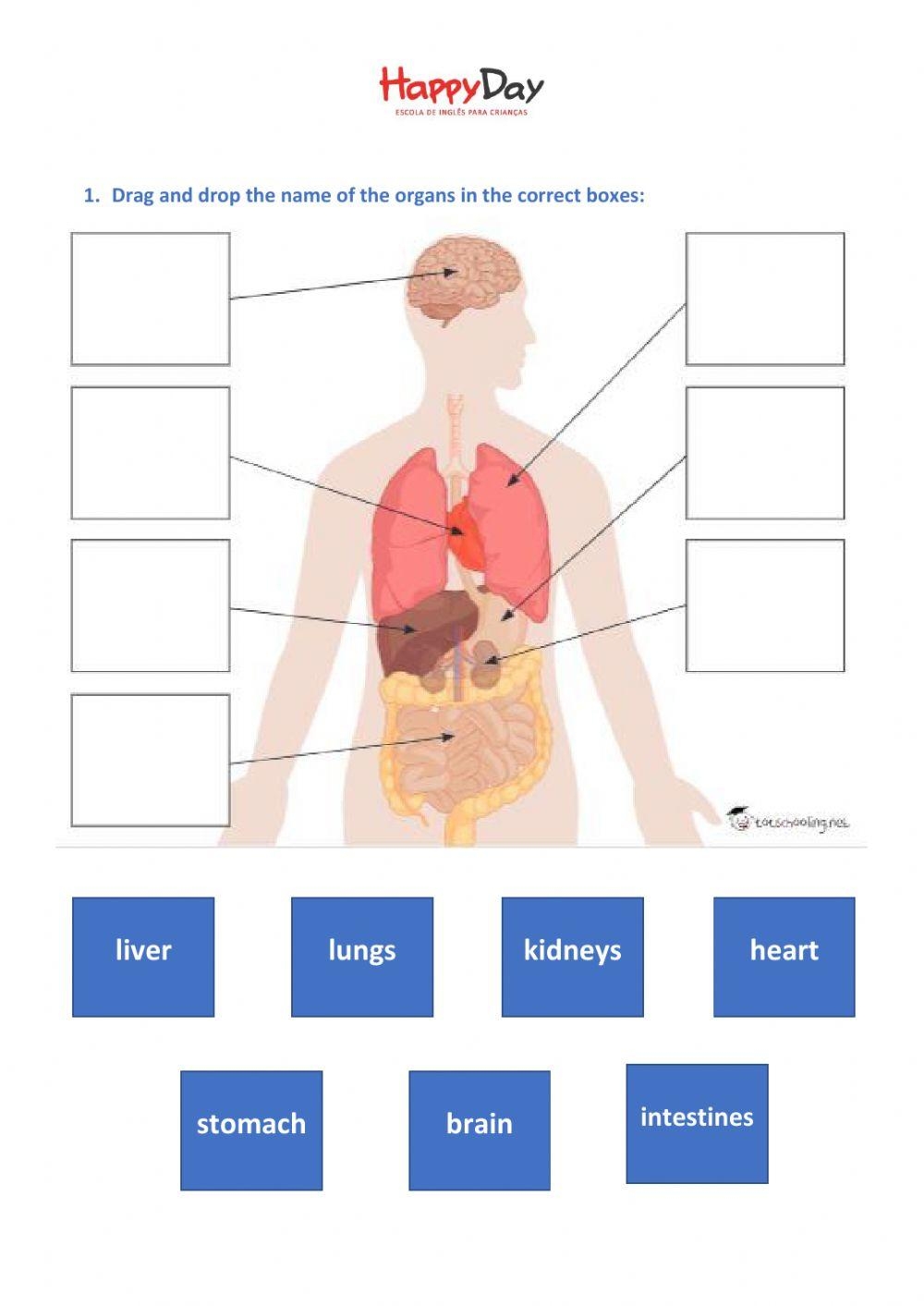 Free Human Organ Worksheet Download Free Human Organ Worksheet Png Images Free Worksheets On Clipart Library
