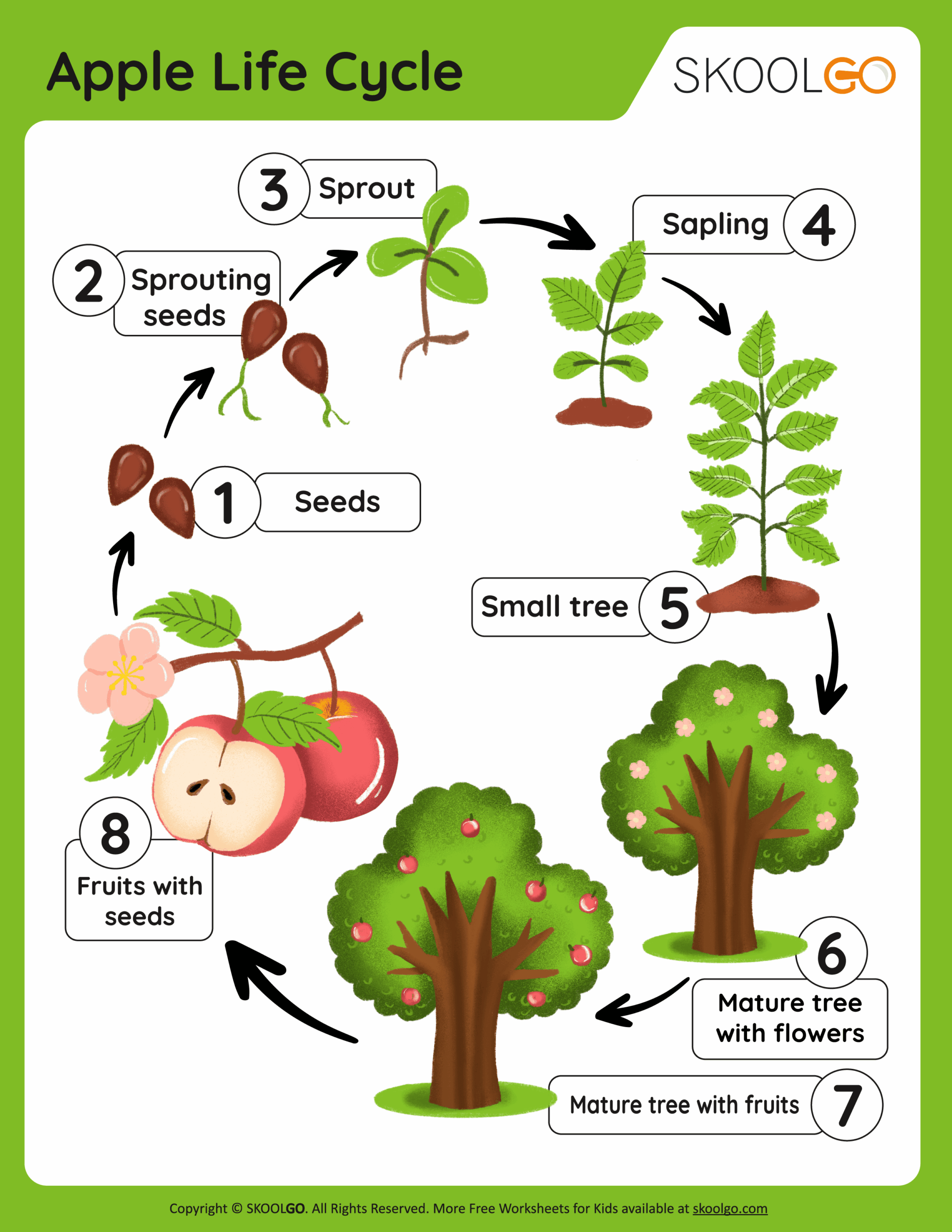 Free Life Cycle Of An Apple Worksheet Download Free Life Cycle Of An Apple Worksheet Png Images Free Worksheets On Clipart Library