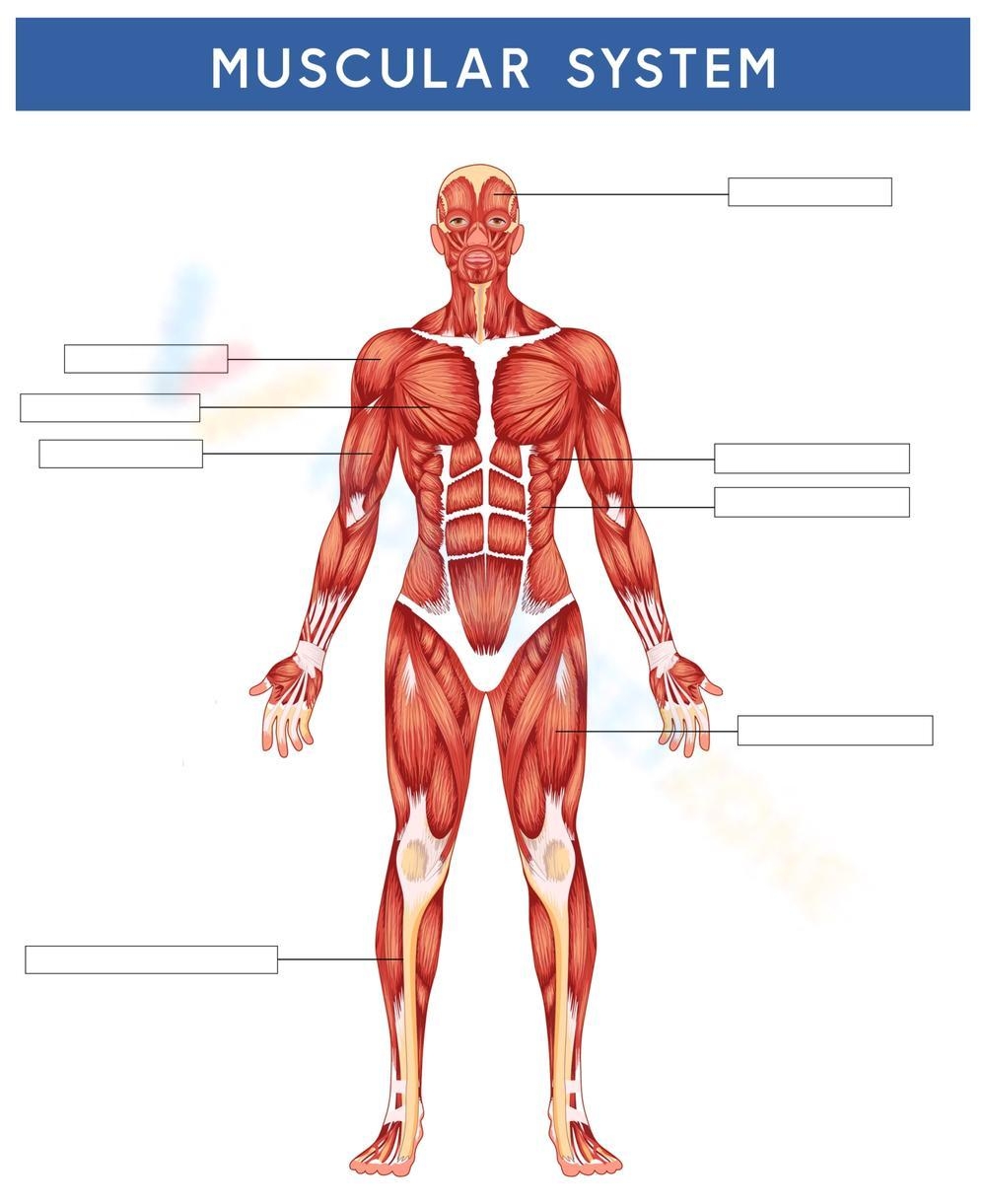 Free Muscle Anatomy Worksheet Download Free Muscle Anatomy 