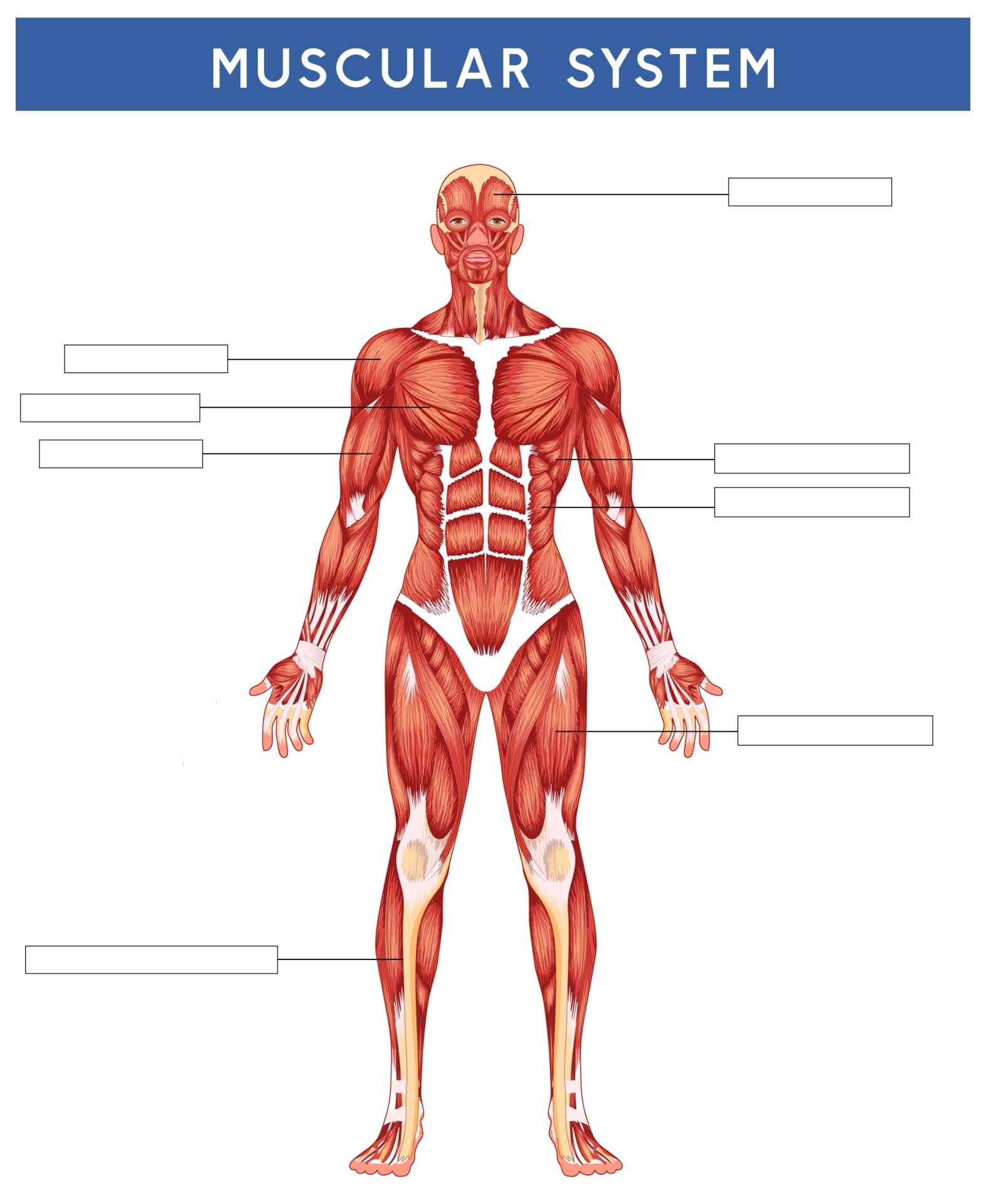 Free Muscle Labeling Worksheet Download Free Muscle Labeling Worksheet Png Images Free Worksheets On Clipart Library