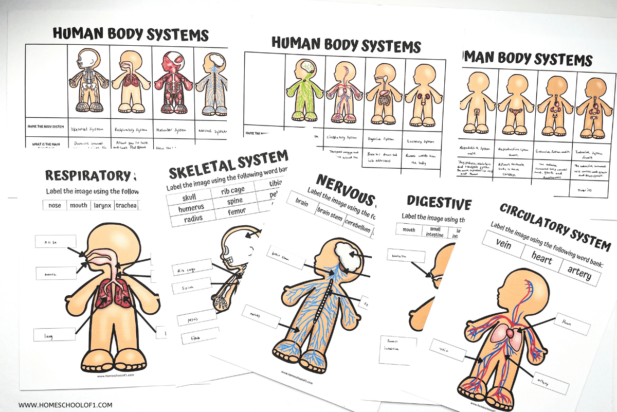 Human Body Worksheets Free Printable
