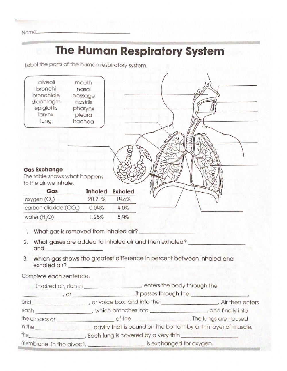 Free Respiratory System Worksheet High School Download Free Respiratory System Worksheet High School Png Images Free Worksheets On Clipart Library