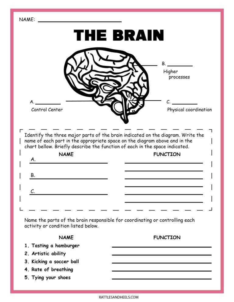 Free Science Worksheets The Nervous System Adanna Dill