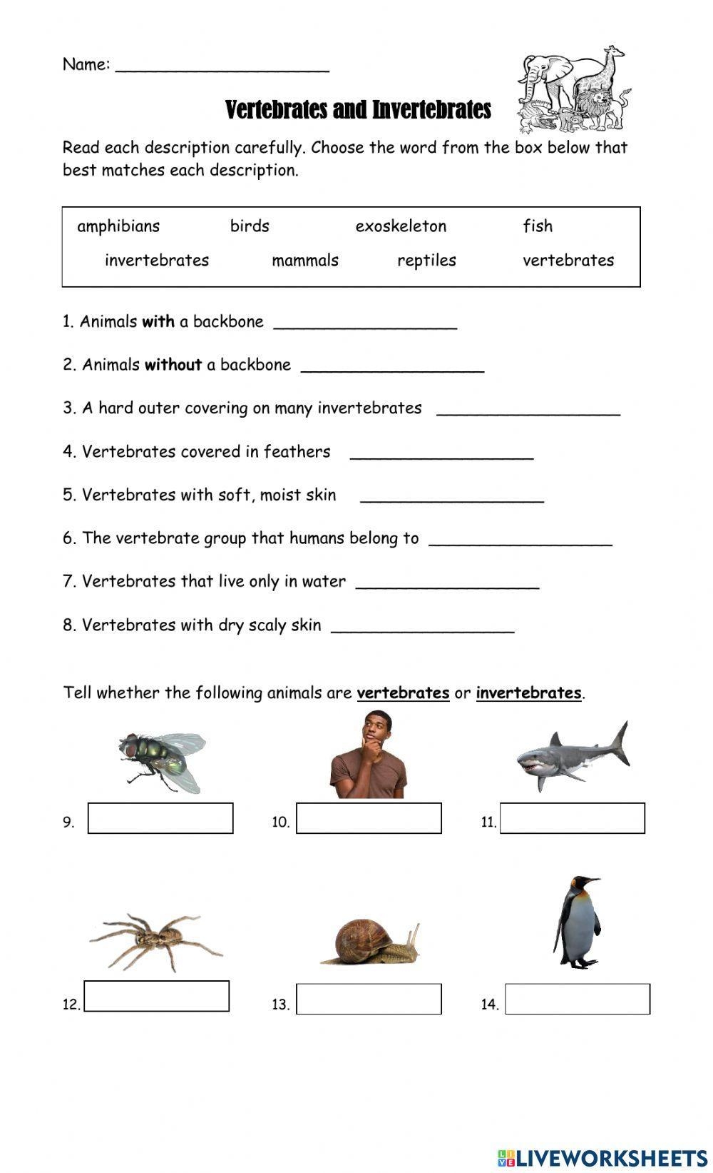Free Vertebrates And Invertebrates Worksheet Download Free Vertebrates And Invertebrates Worksheet Png Images Free Worksheets On Clipart Library