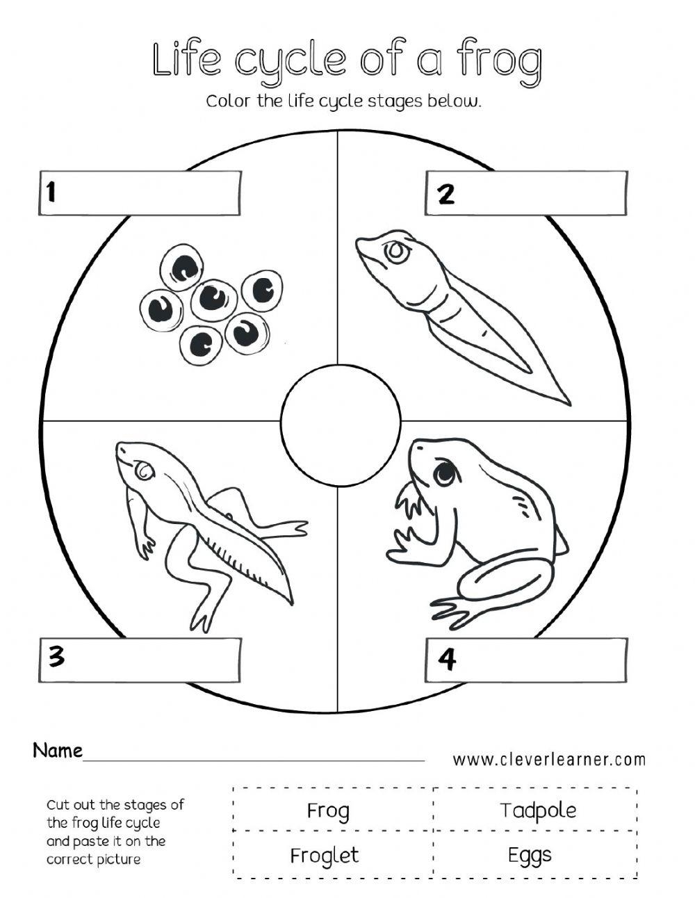Frog Life Cycle Free Worksheet SKOOLGO Worksheets Library