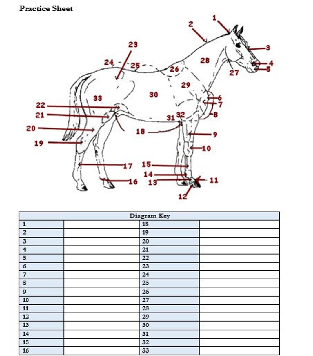 Horse Anatomy Worksheet Learn Equine Physiology With Interactive Exercises