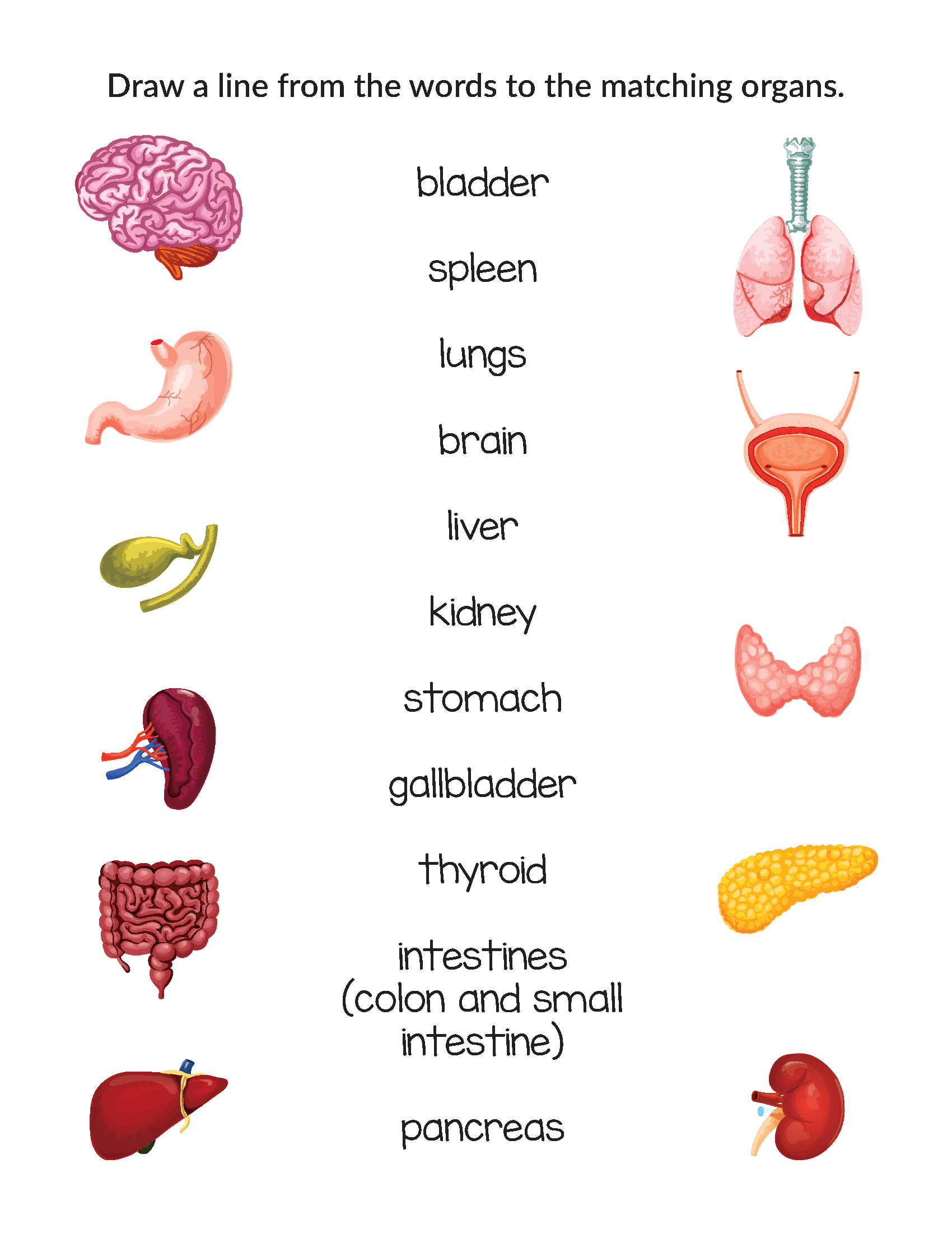 Human Body Printables Bundle Gift Of Curiosity