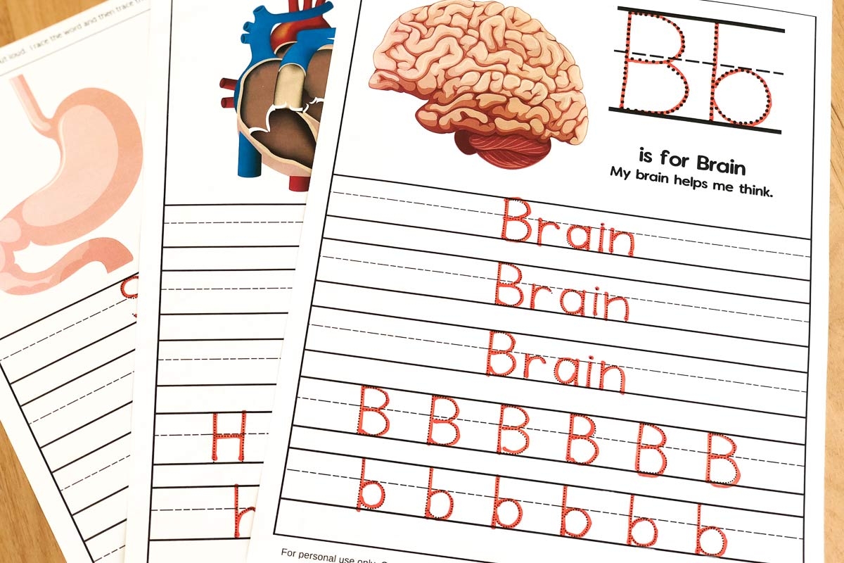 Free Printable Human Organs Worksheet