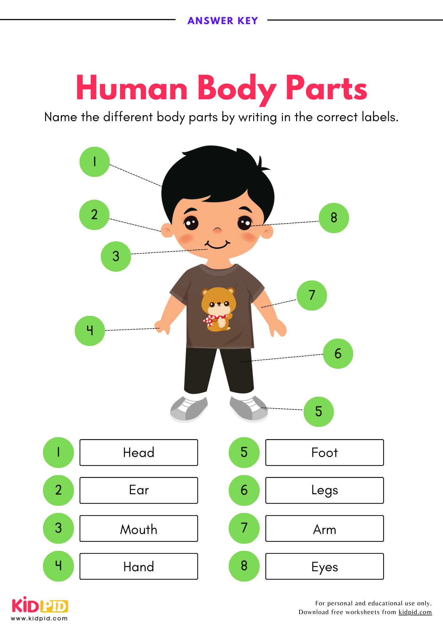 Free Printable Human Body Worksheets