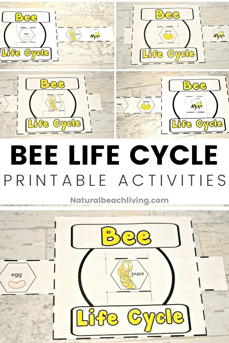 Life Cycle Of A Honey Bee Free Printable Natural Beach Living Life Cycle Of A Honey Bee Free Printable Natural Beach Living