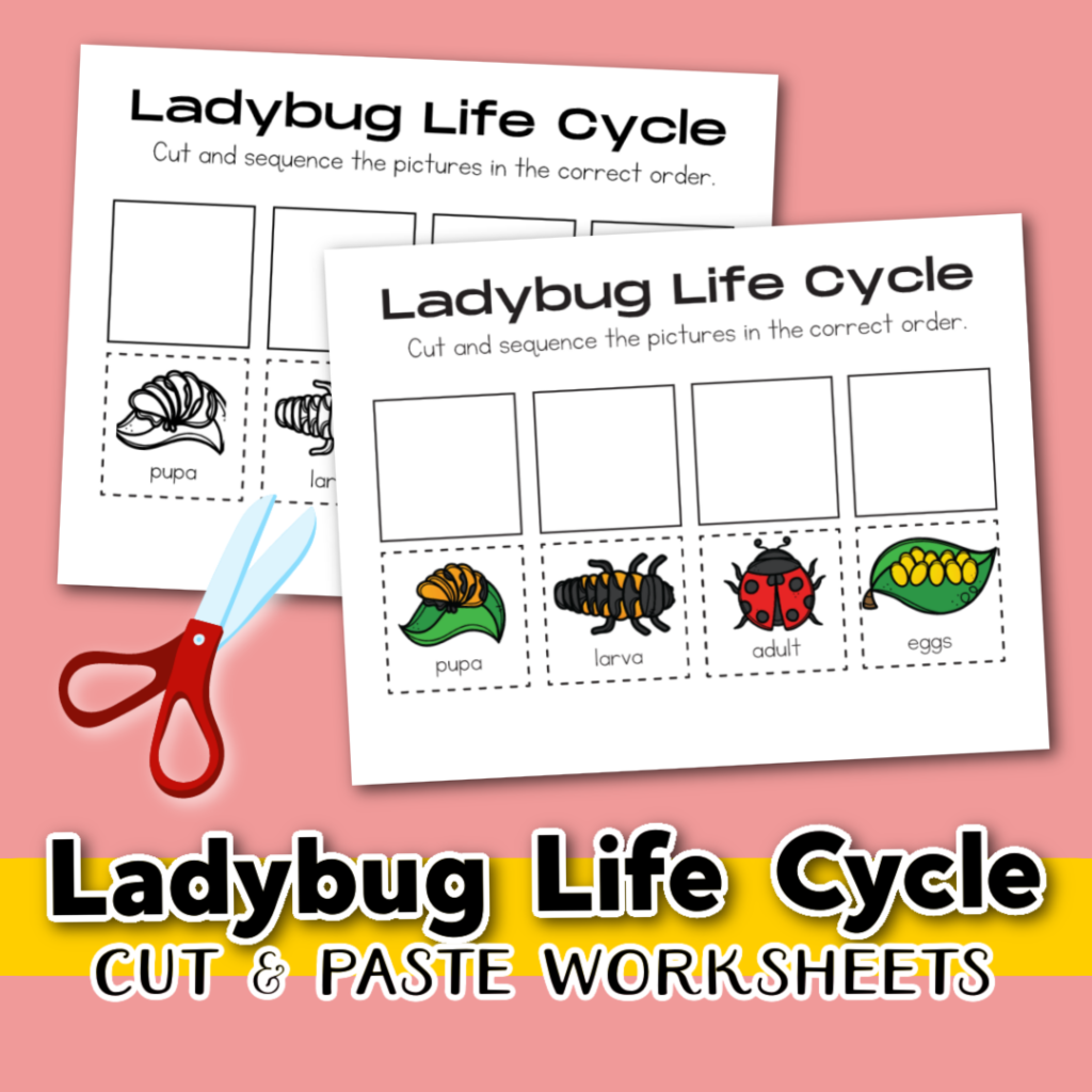 Life Cycle Of A Ladybug Worksheet