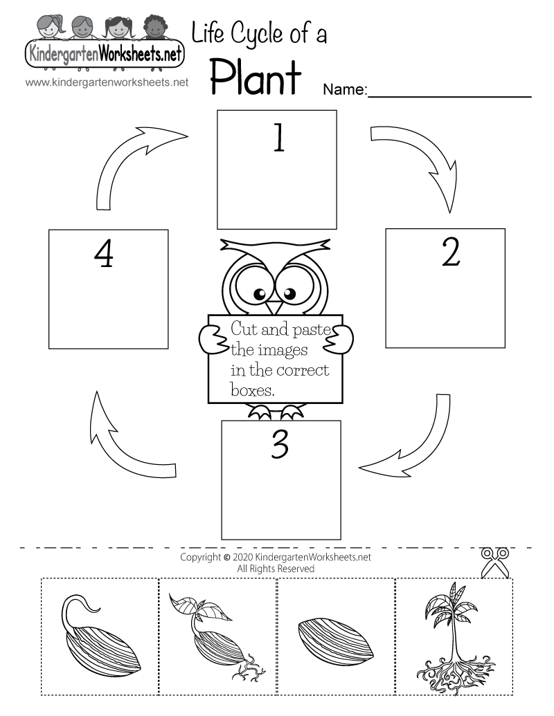 Free Printable Seed Worksheets