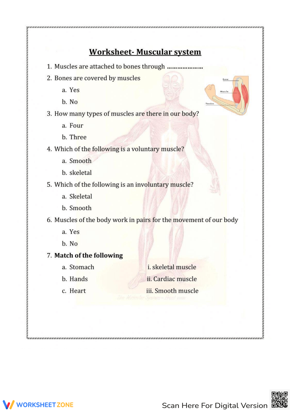 Free Printable Muscular System Worksheets