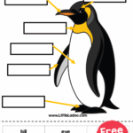Parts Of Penguin Worksheets Free Printable 