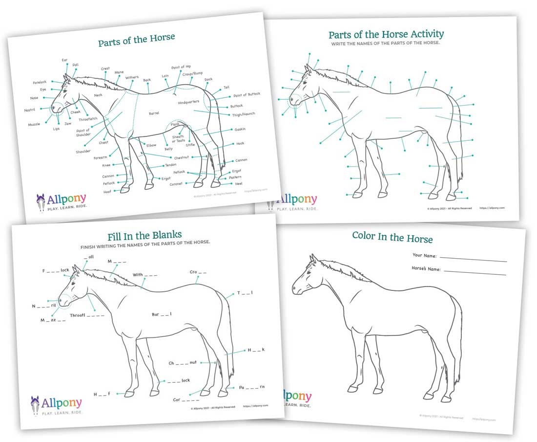 Free Printable Horse Anatomy Worksheets