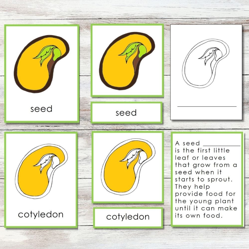 Parts Of The Seed Printable Nature Curriculum In Cards