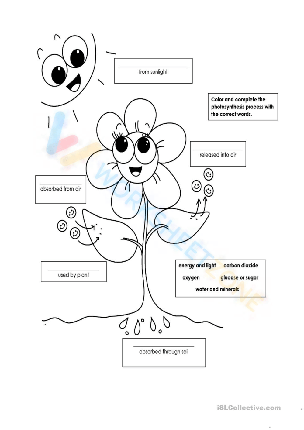 Photosynthesis Worksheets 2025