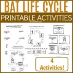 Printable Bat Life Cycle Activities For Kids