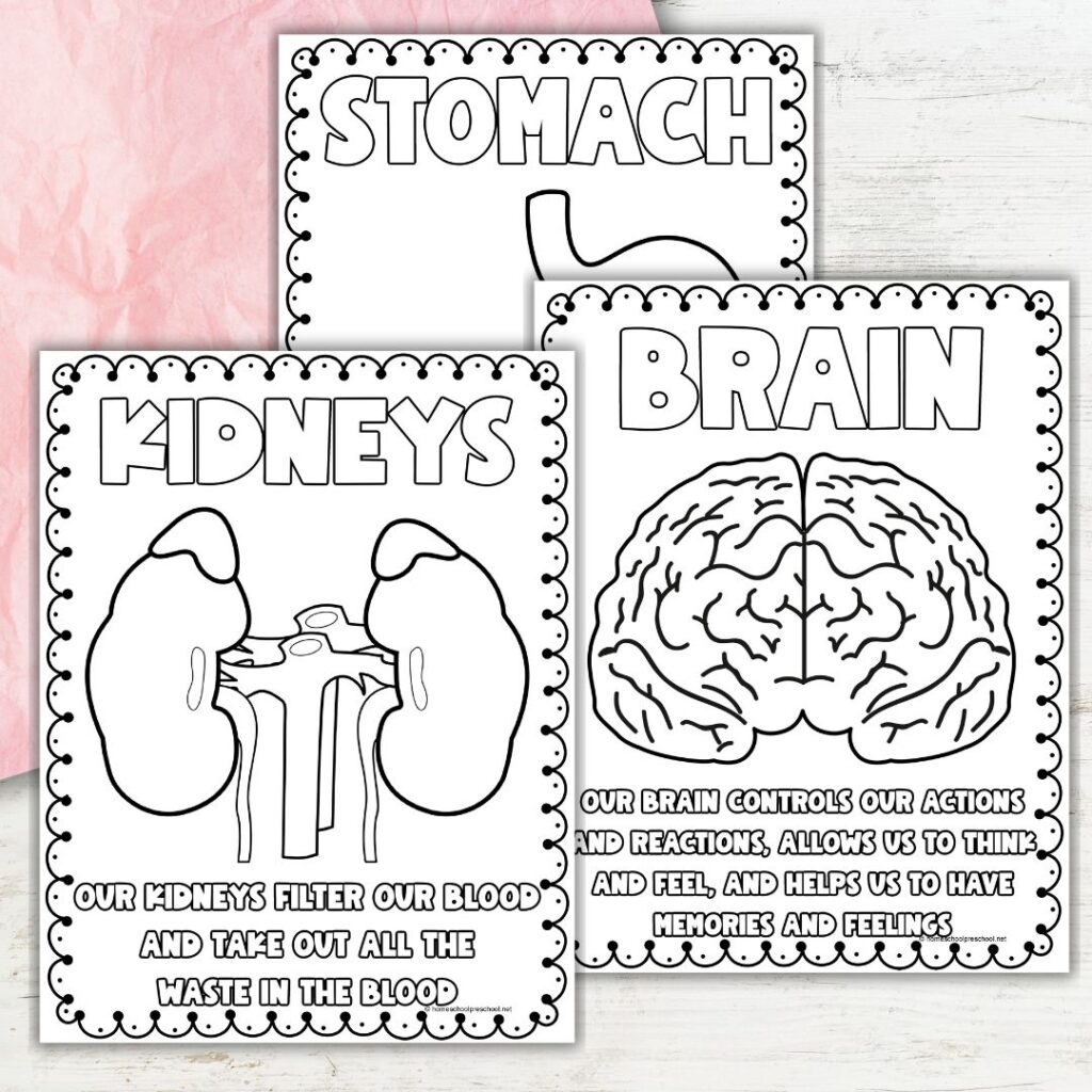 Printable Human Body Organs Coloring Pages For Fun Learning