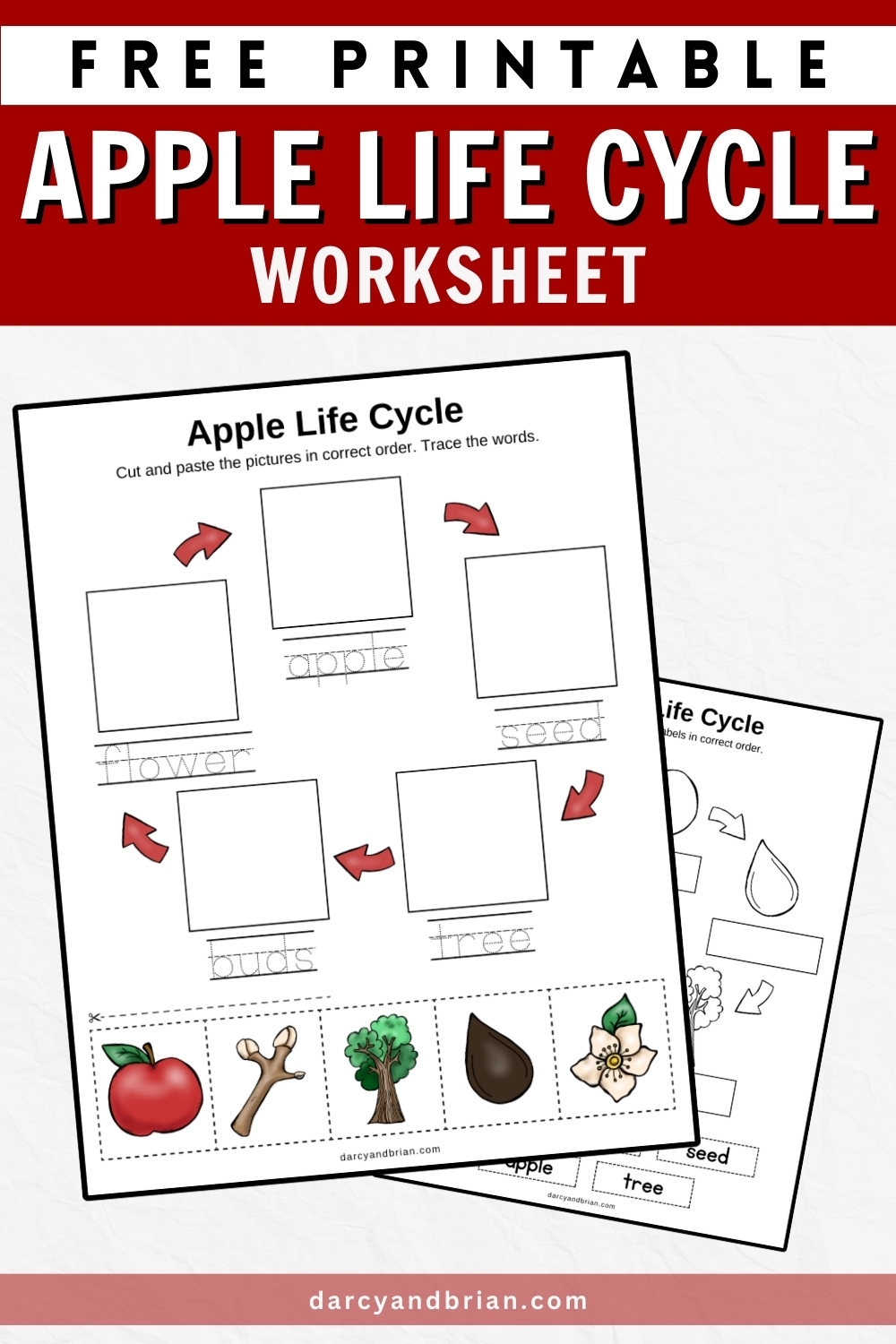 Printable Life Cycle Of An Apple Worksheet