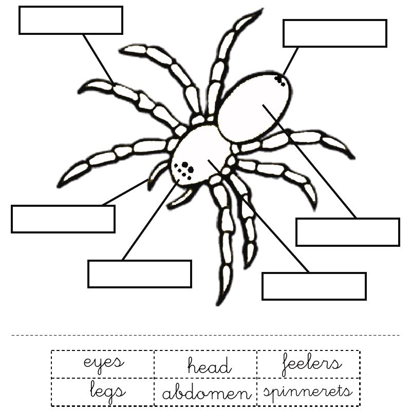 Printable Worksheet Parts Of A Spider Activity For Young Learners 