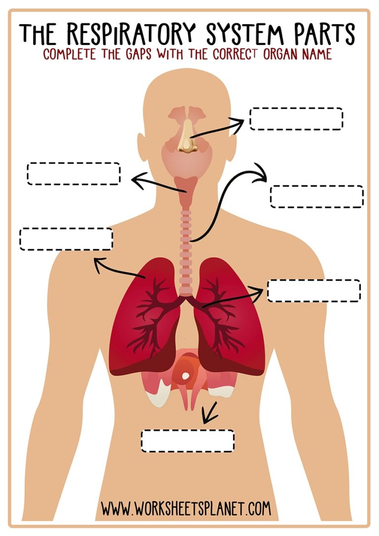 Respiratory System For Kids Diagram Theory Vocabulary