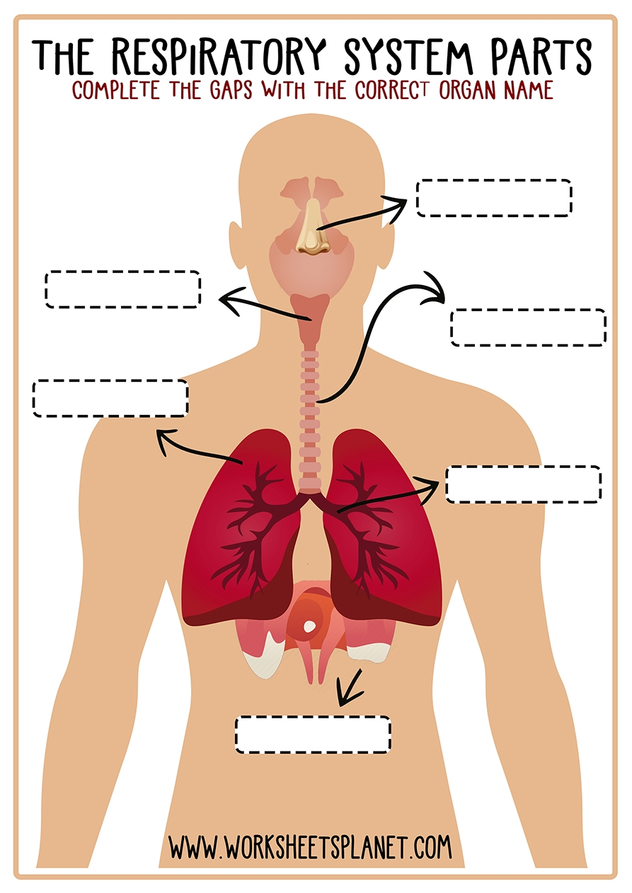 Respiratory System For Kids Diagram Theory Vocabulary
