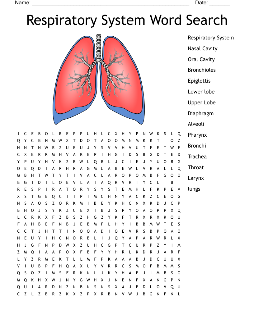 Free Printable Respiratory System Worksheets