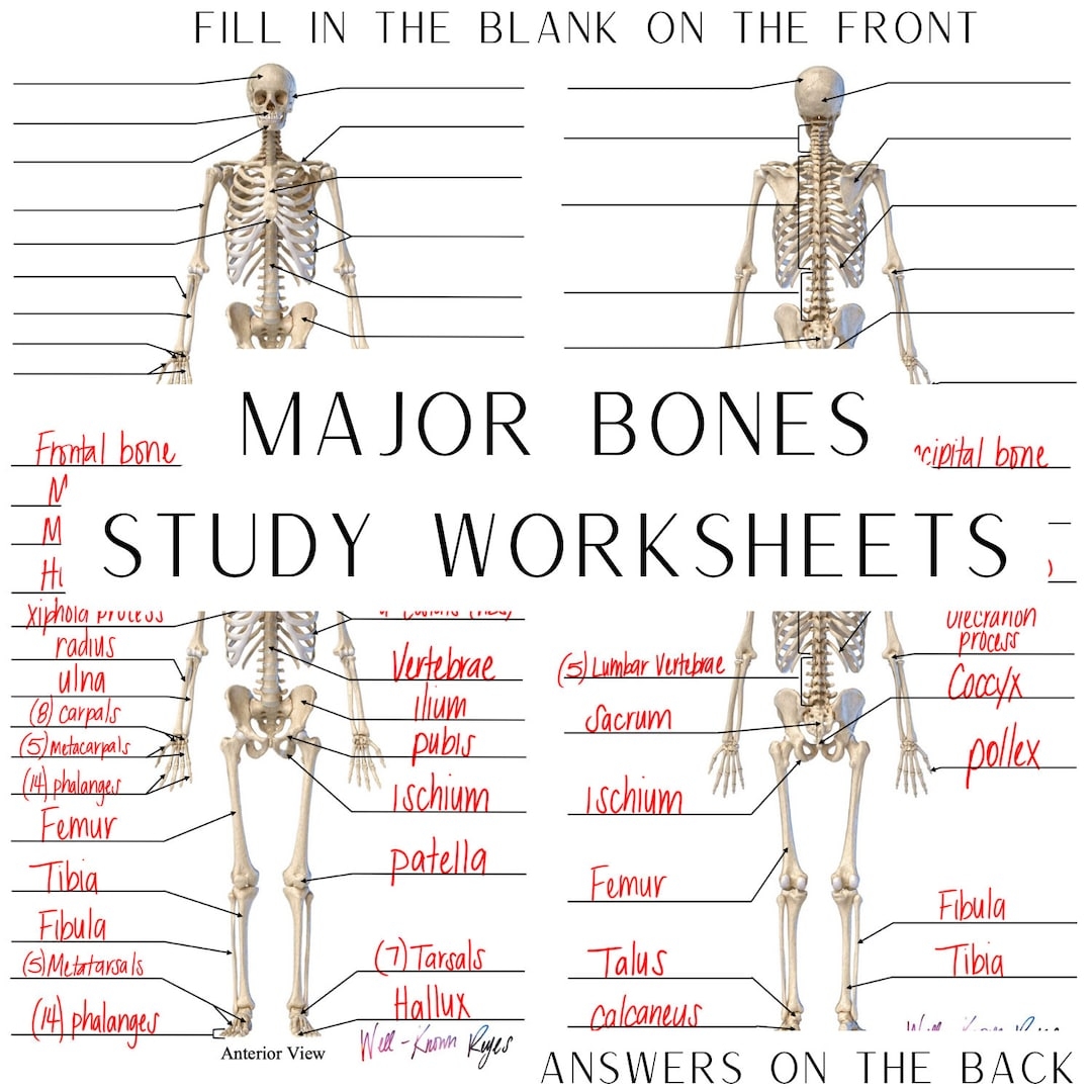Skeletal System Major Bones Anatomy U0026 Physiology Study 