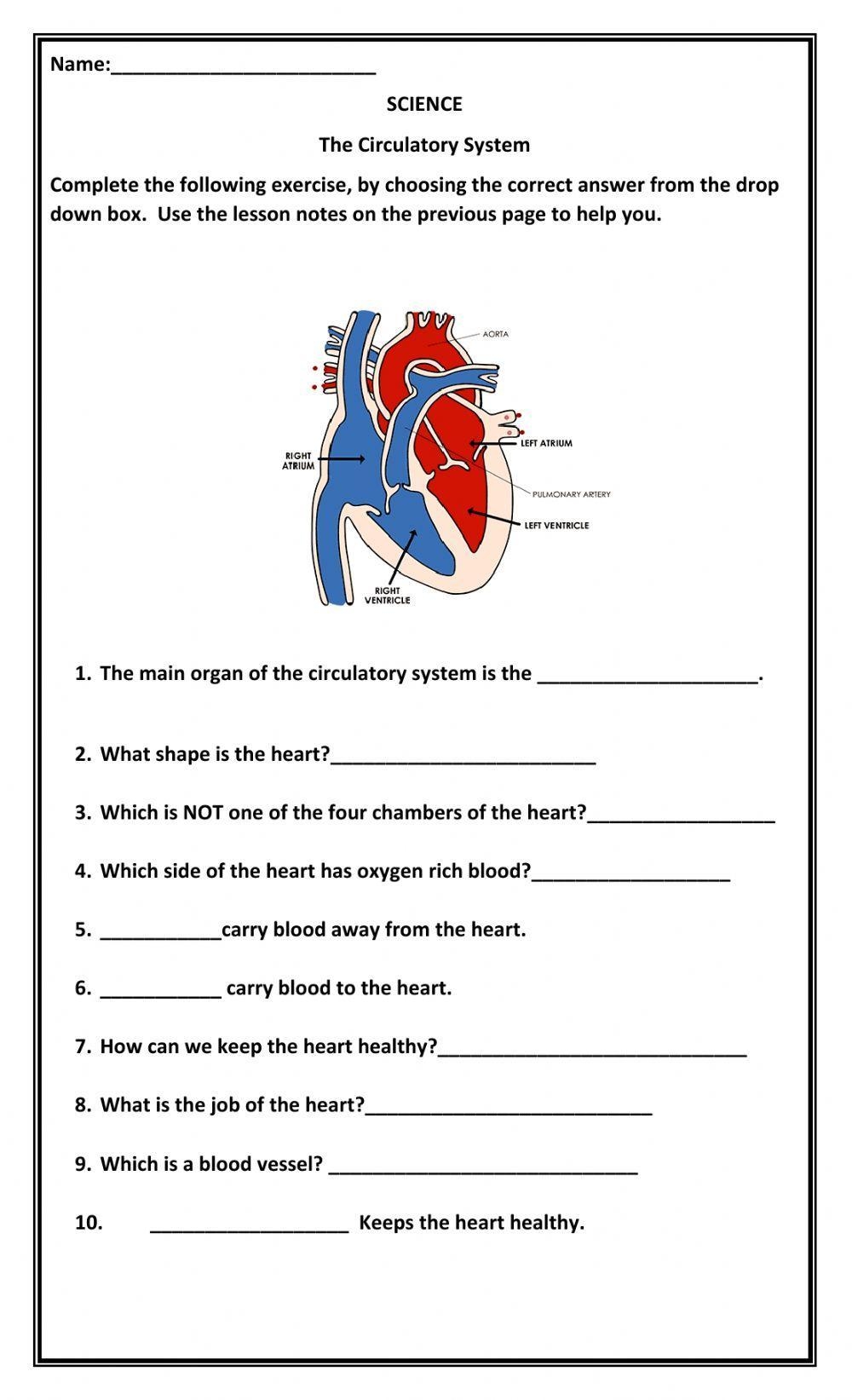 The Circulatory System Interactive Activity Live Worksheets Worksheets Library